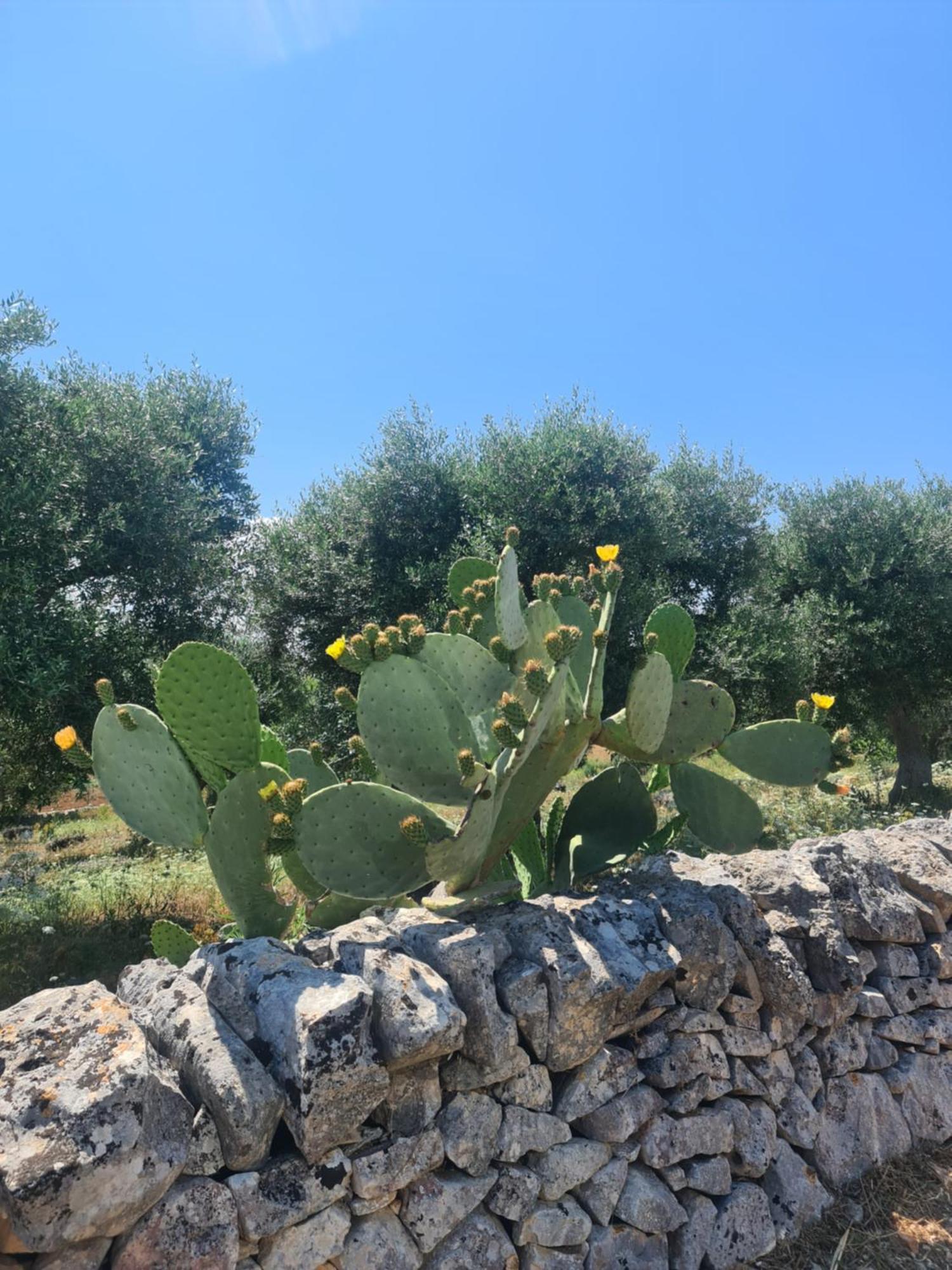 Masseria Gianca تْشيستيرنِنو المظهر الخارجي الصورة
